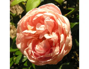 Rose Colette® Meiroupis