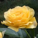 Rose Doris Day