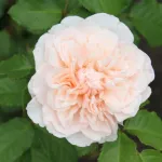 Rosa Eifelzauber