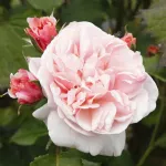 Rosa Eifelzauber