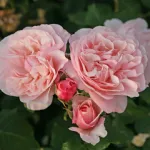 Rosa Eifelzauber