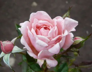 Rosa Equity Rose