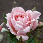 Rosa Equity Rose