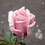 Rosa Equity Rose