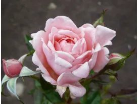 Rosa Equity Rose