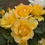 Rose Eureka