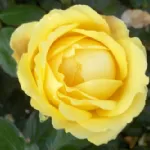 Rosa Eurostar