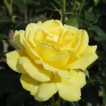 Rosa Eurostar