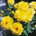 Rosa Friesia