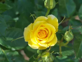 Rosa Friesia