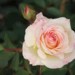 Rosa Galaxy