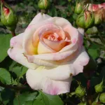 Rosa Galaxy