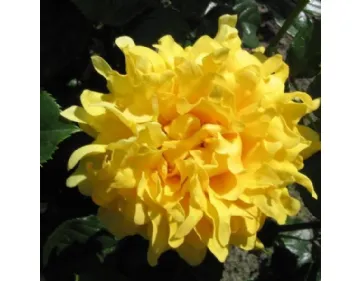 Golden Lady Ruffle's®