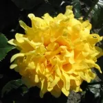 Golden Lady Ruffle's®