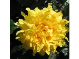 Golden Lady Ruffle's®