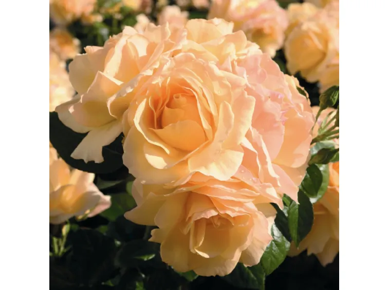 Altezza 40 cm Ø-17 cm Rosa Hansestadt Rosstock Rosa a fiore grande Rosa arancione 