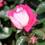 Rosa Heimatmelodie