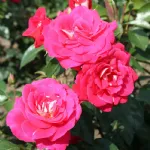 Rosa Heimatmelodie