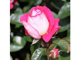 Rosa Heimatmelodie