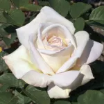 Rose Jardins De Bagatelle