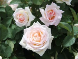 Rose Jardins De Bagatelle