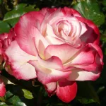 Rosa Jubile Du Prince De Monac