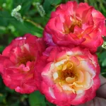 Rose Marseille en Fleurs® Masmarfle