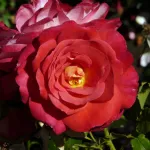 Rose Midsummer