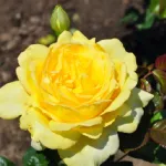 Rosa Mountbatten