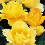 Rosa Mountbatten