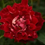 Rose Mystique Ruffle's