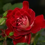 Rose Mystique Ruffle's