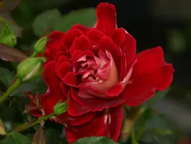 Rose Mystique Ruffle's