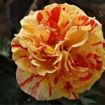 Rosa Papagena