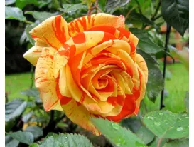 Rosa Papagena