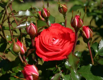 Rose Planten un Blomen