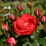 Rose Planten un Blomen