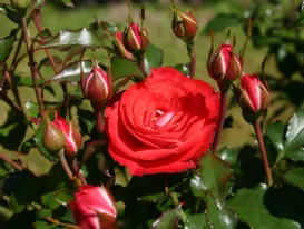 Rose Planten un Blomen