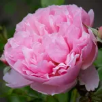 Rosemantic Pink® - Sauvalet