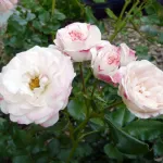 Rose Rosenstadt Freising