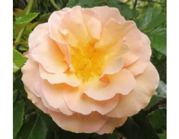 Scented Whisper – Martin des Senteur 