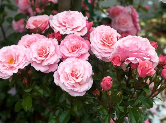 Rose floribunde