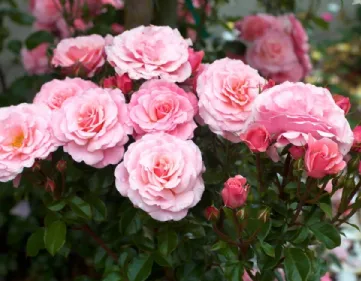 Rose floribunde