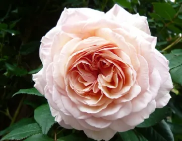 Rosa A Shropshire Lad Ausled