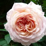 Rosa A Shropshire Lad Ausled