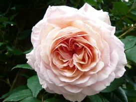 Rosa A Shropshire Lad Ausled