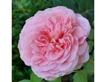 Abraham Darby