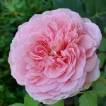 Abraham Darby