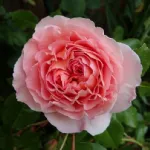 Abraham Darby