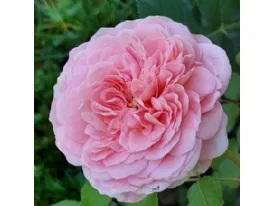 Abraham Darby